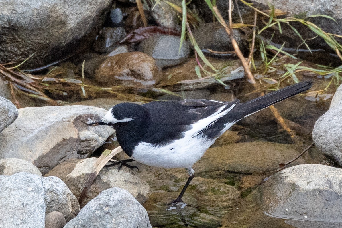 Japanese Wagtail - ML631787516