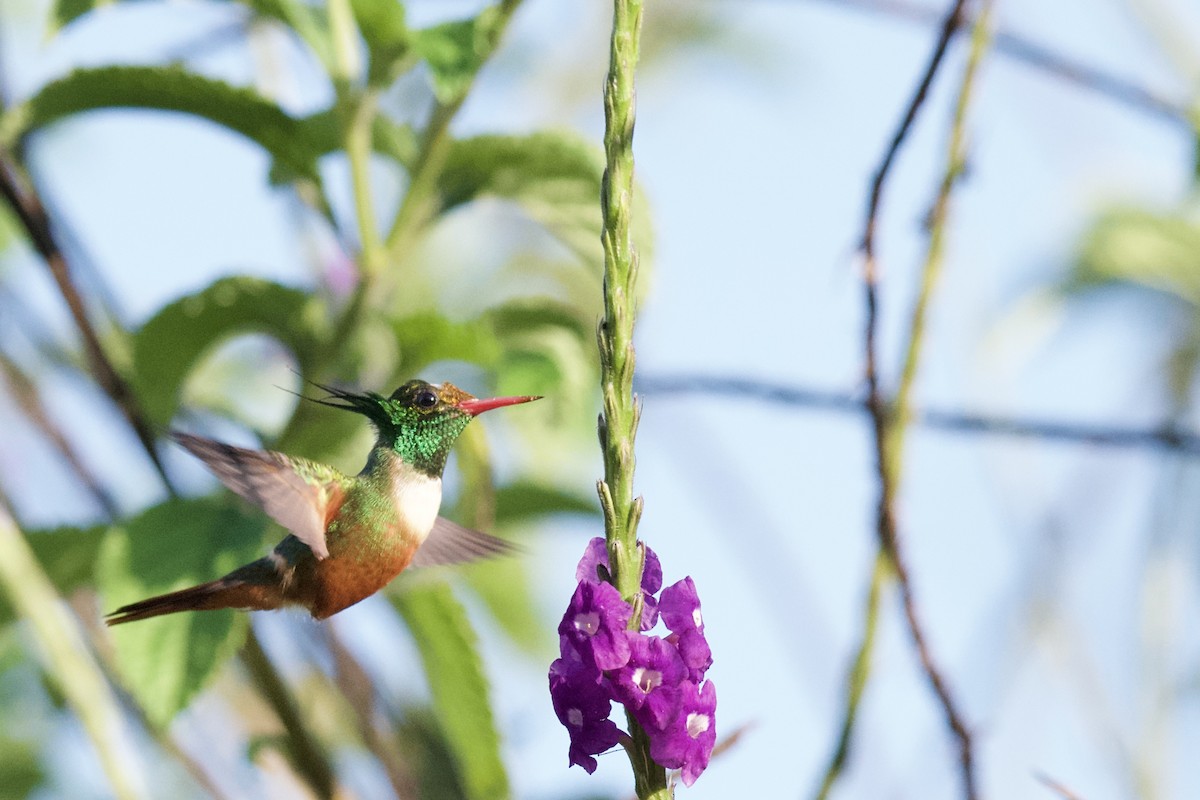 koketka bělochocholatá - ML631787740