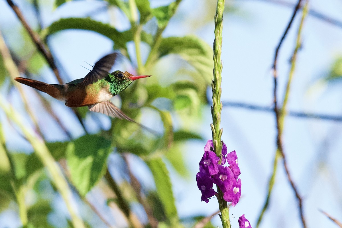 koketka bělochocholatá - ML631787746