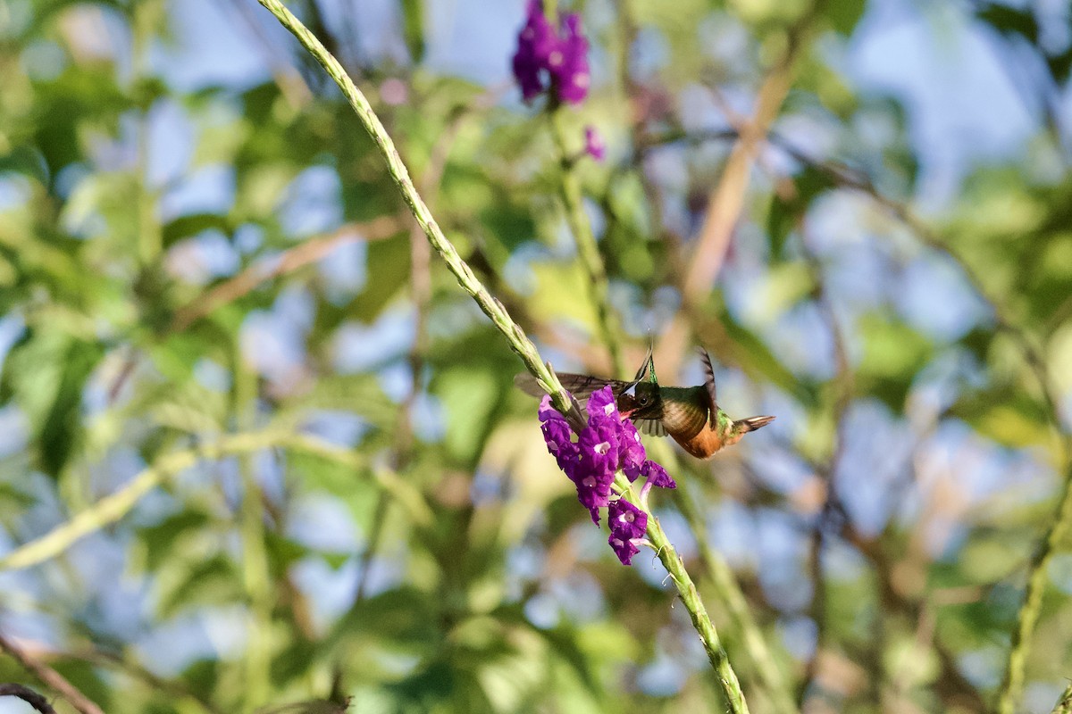 koketka bělochocholatá - ML631787747