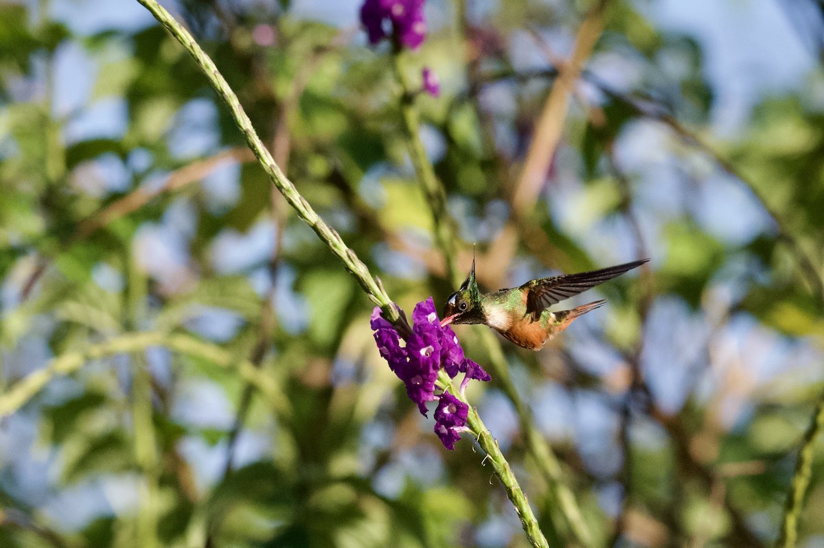 koketka bělochocholatá - ML631787748