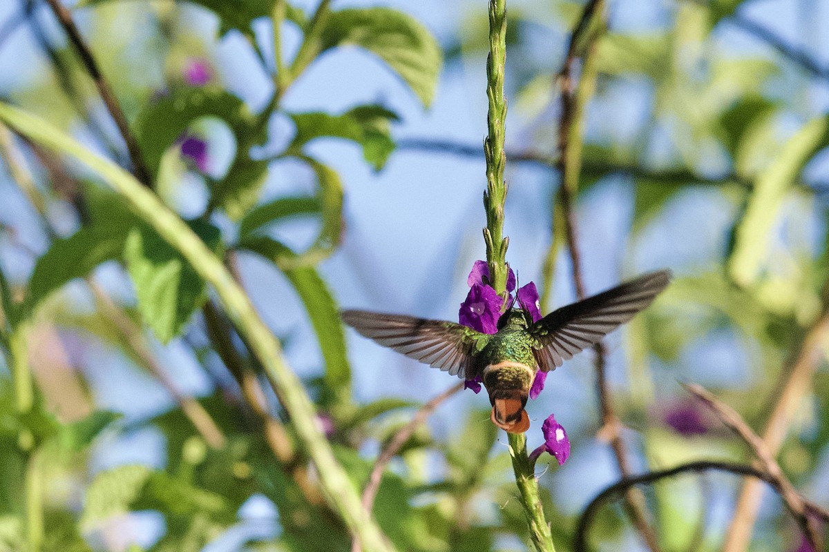 koketka bělochocholatá - ML631787760