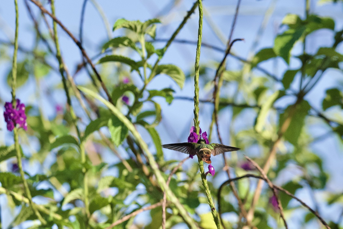 koketka bělochocholatá - ML631787761