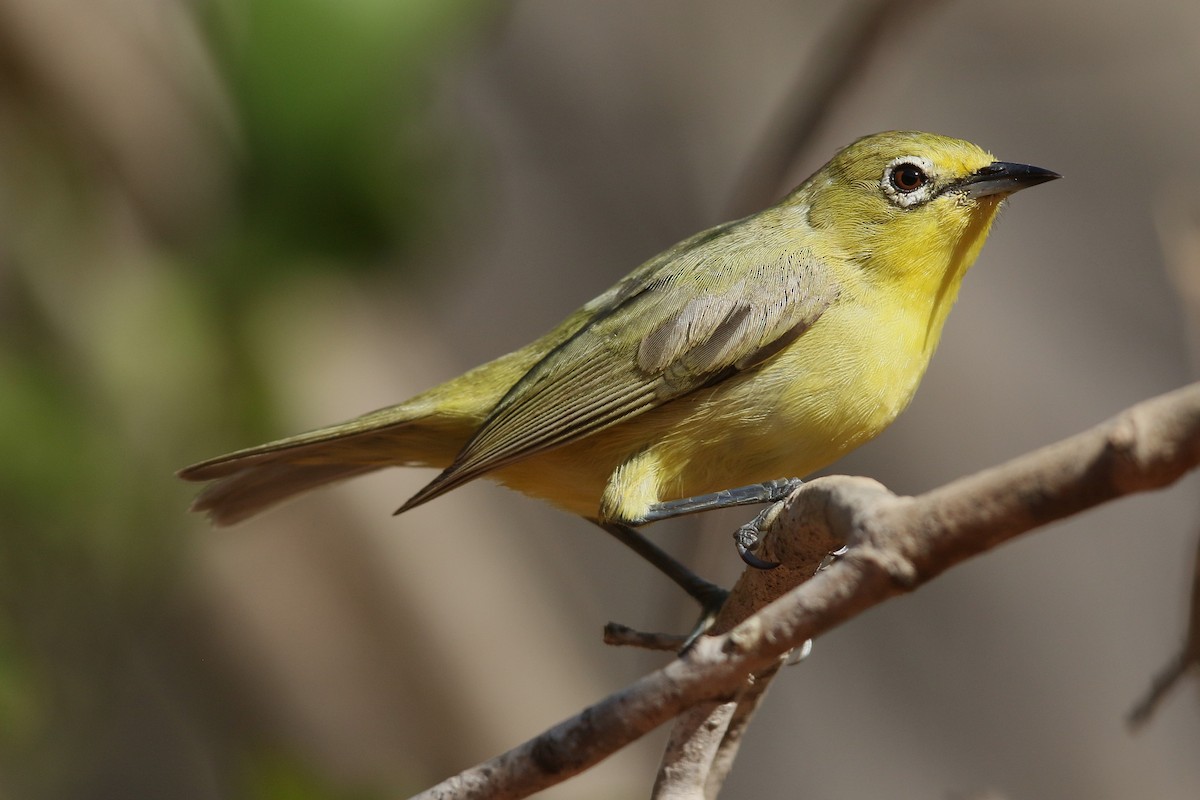 Australian Yellow White-eye - ML631787770