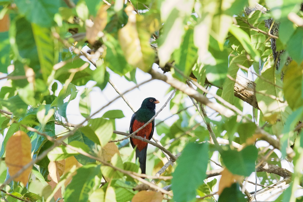 trogon kvokavý - ML631787772