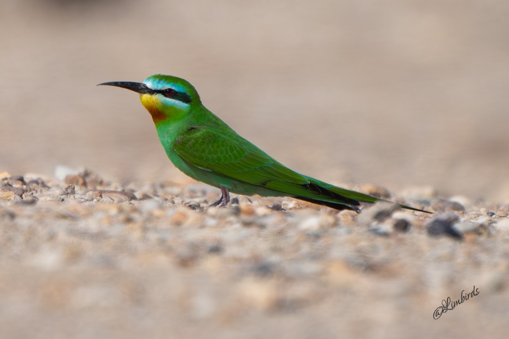 Blue-cheeked Bee-eater - ML631787782