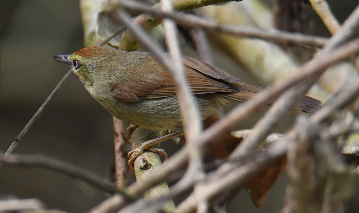 Pin-striped Tit-Babbler - ML631787814