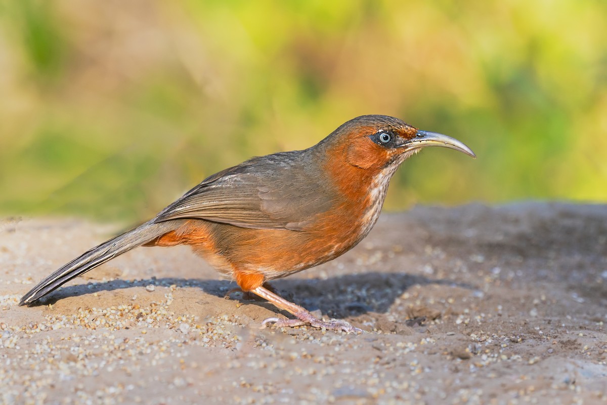 Rusty-cheeked Scimitar-Babbler - ML631787867