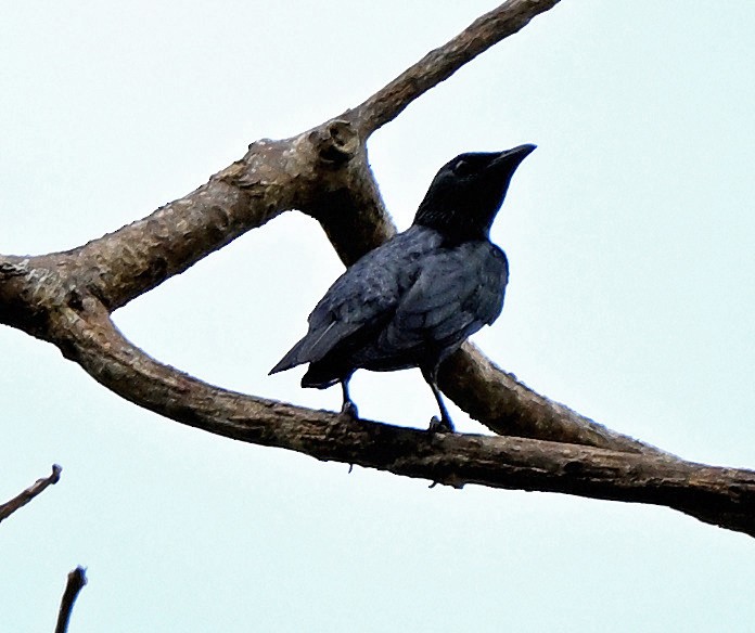 Koel - ML631787876
