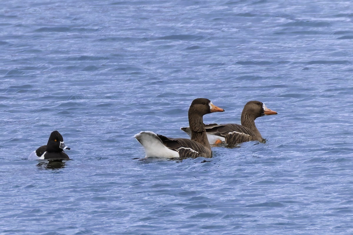 husa běločelá - ML631787917