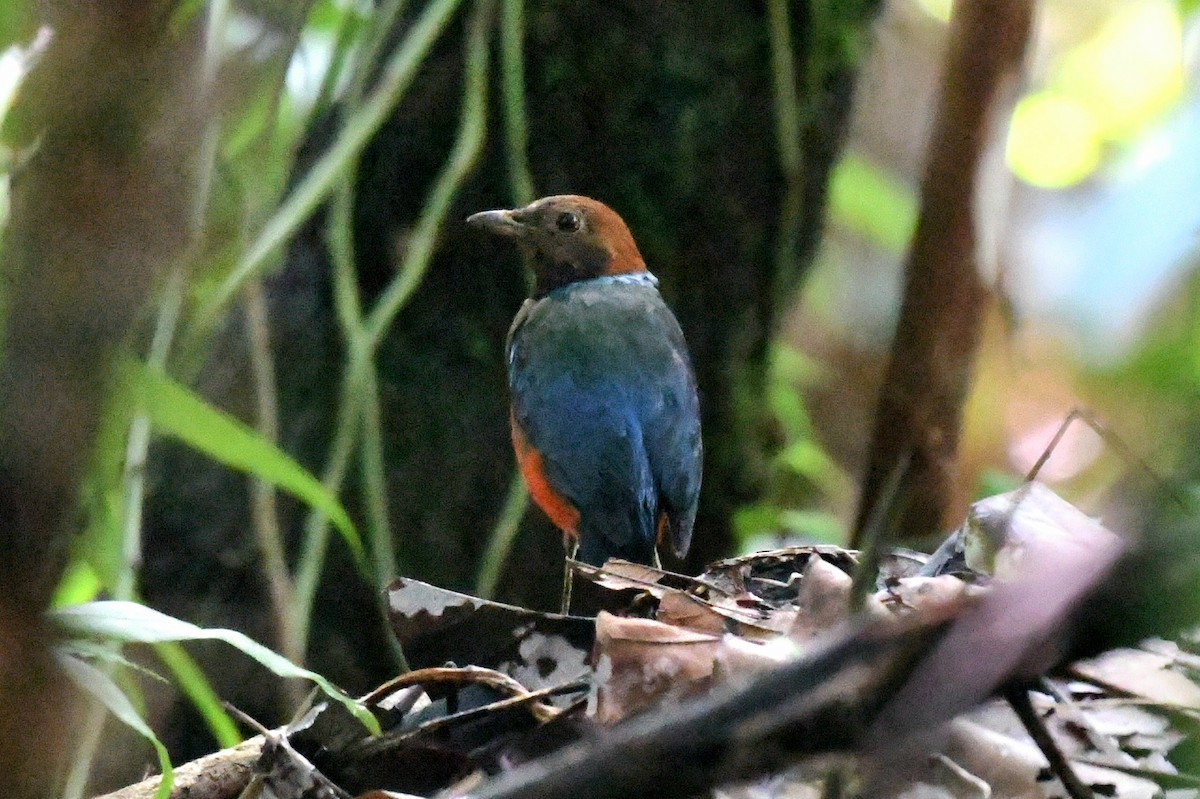 Philippine Pitta (Philippine) - Ian Gardner
