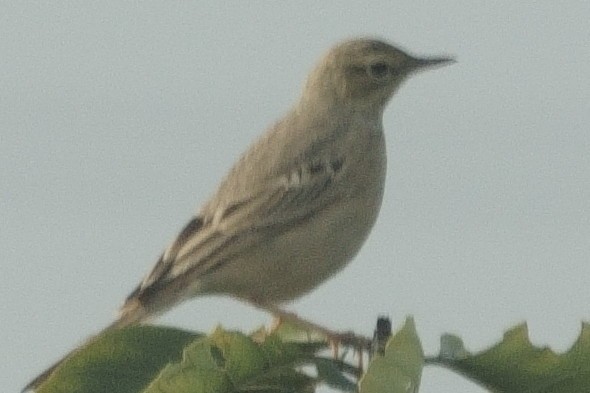 פפיון צהוב - ML631788067