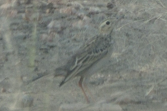 פפיון הודי - ML631788074