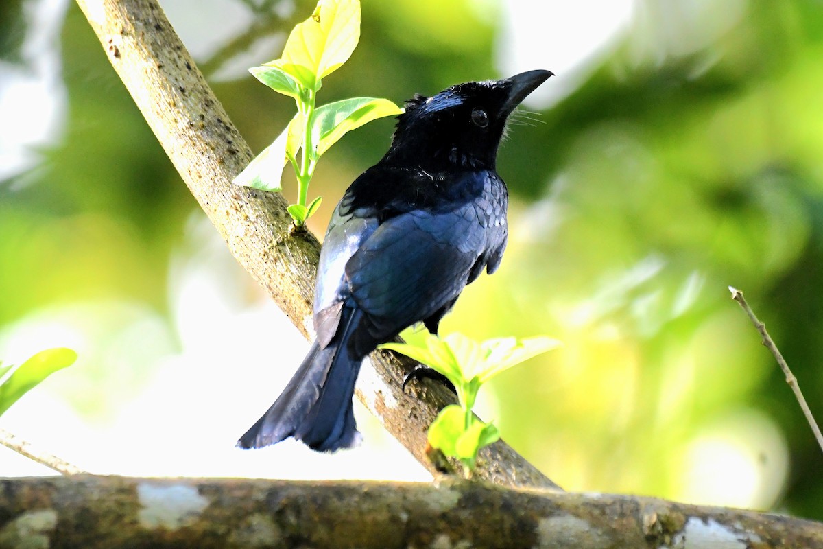 Short-tailed Drongo - ML631788076