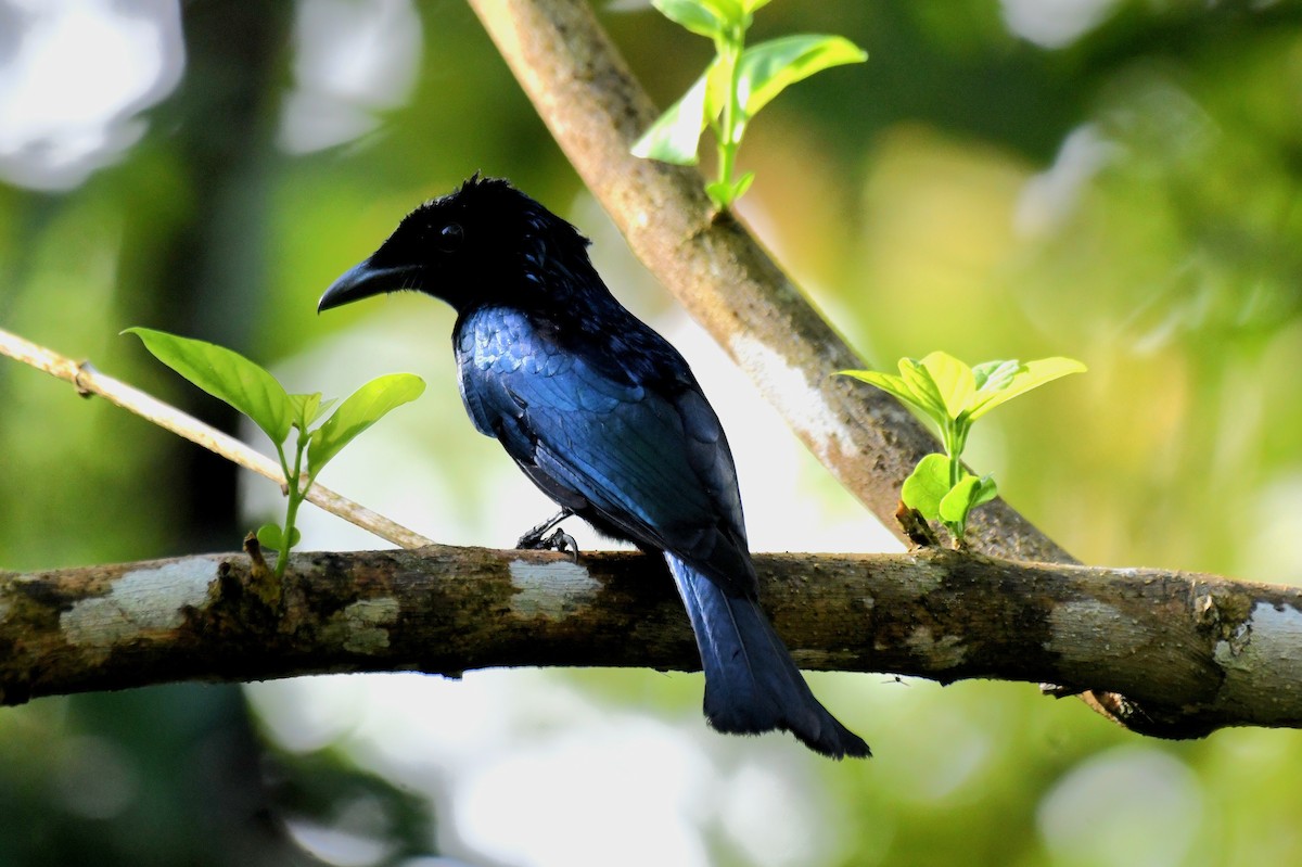 Short-tailed Drongo - ML631788080