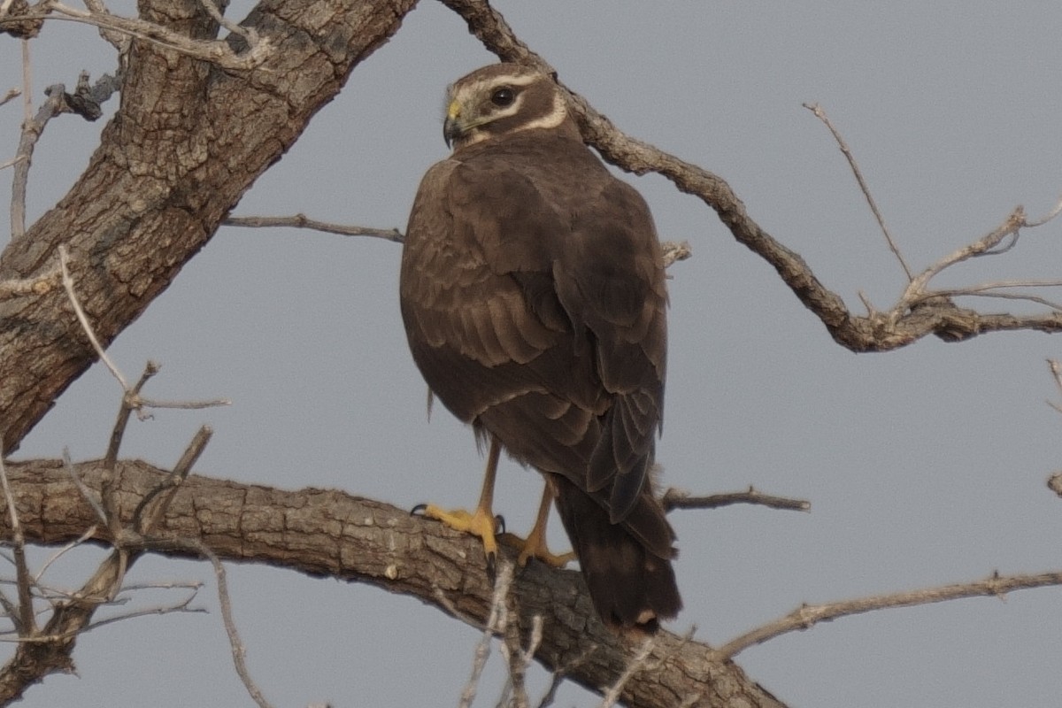 זרון שדות - ML631788102