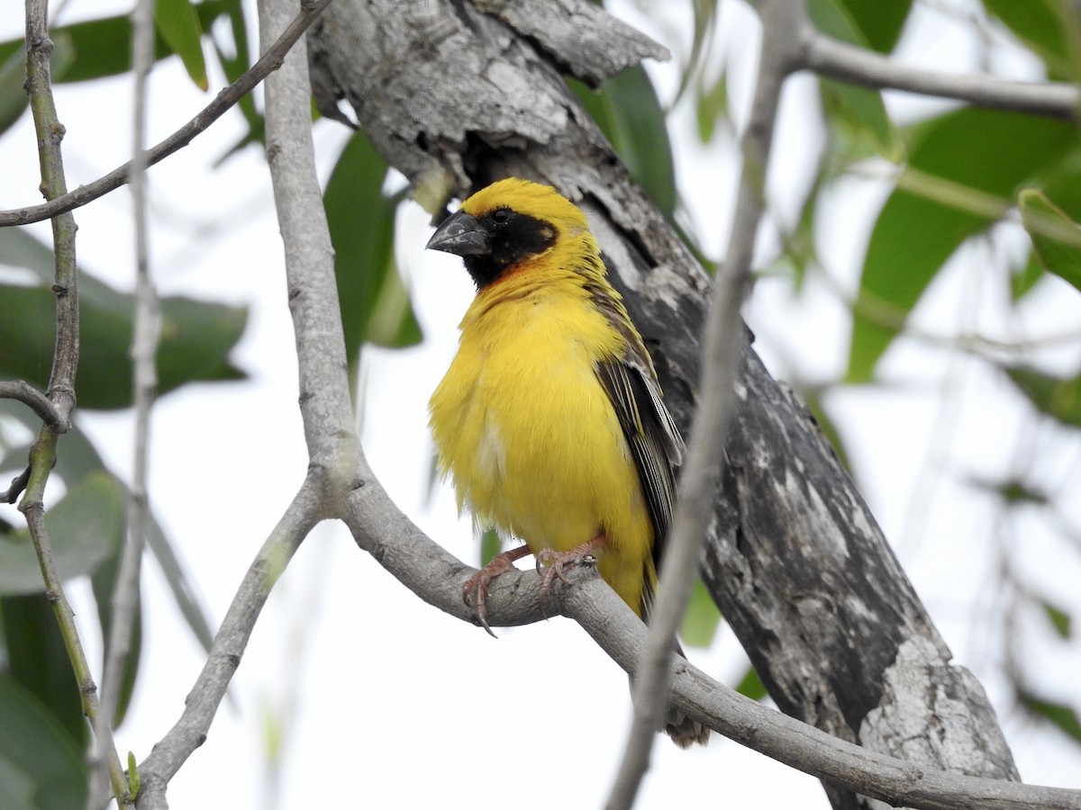 Asian Golden Weaver - ML631788115