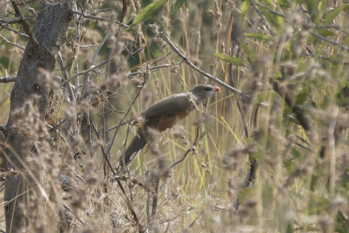 Sirkeer Malkoha - ML631788125