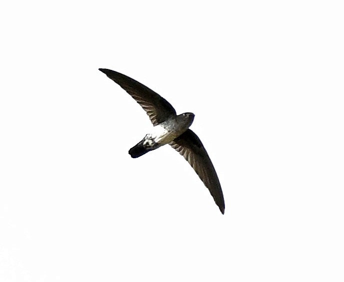 Beavan Yelyutanı - ML631788154