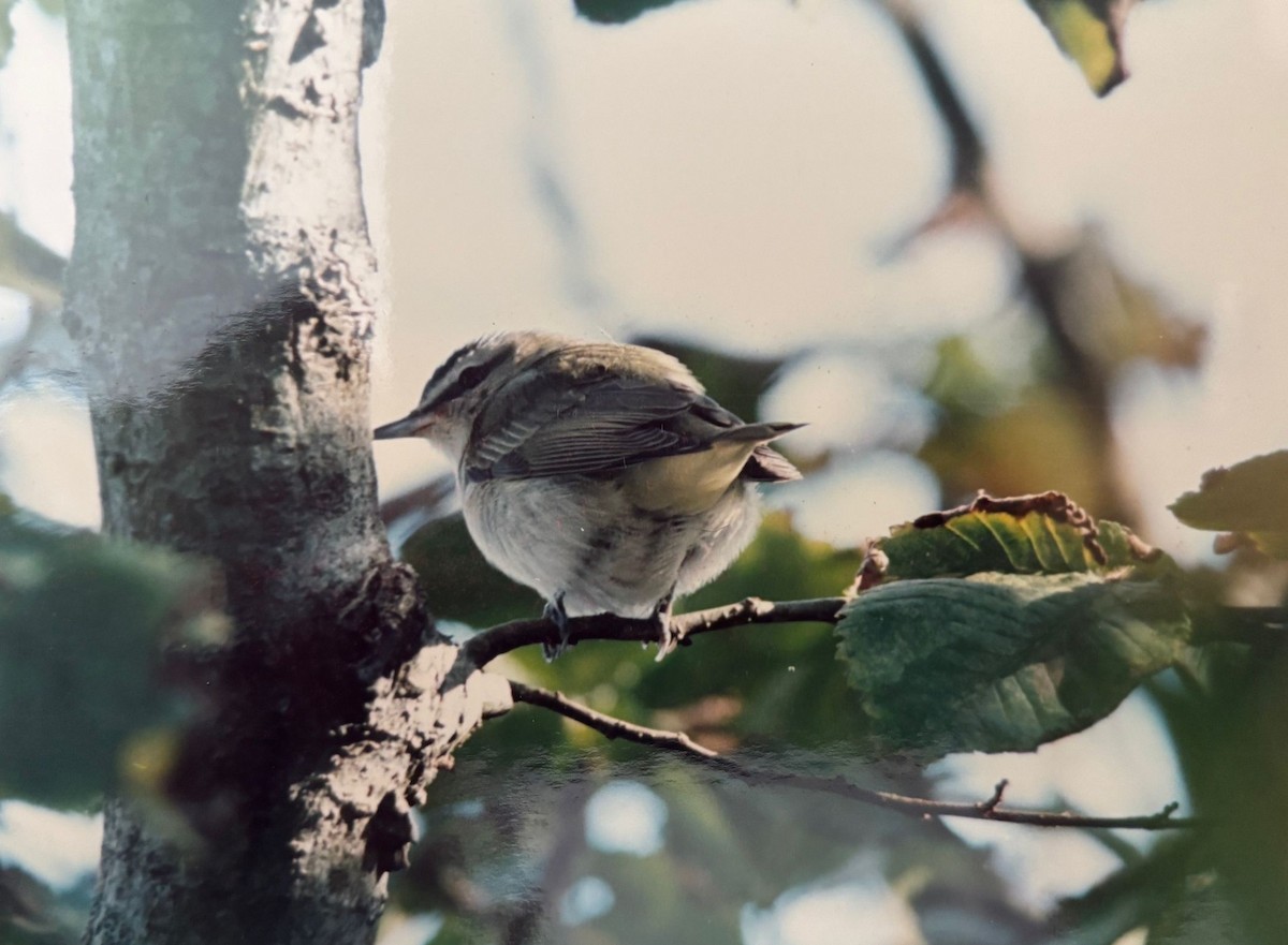 Vireo begigorria - ML631788366