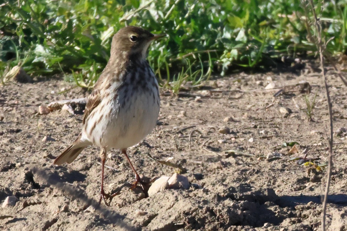 Water Pipit - Alexandre Hespanhol Leitão