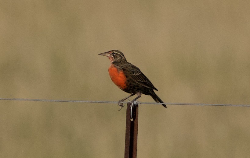 Pampas Meadowlark - ML631788468