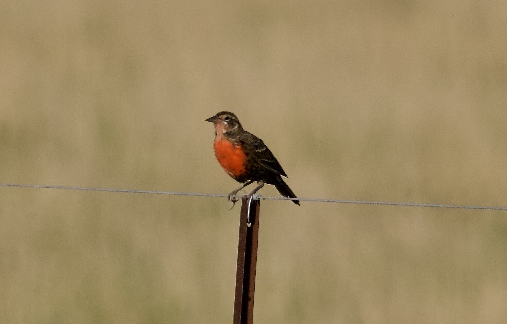 Pampas Meadowlark - ML631788469