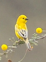 Arabian Golden Sparrow - ML631788498
