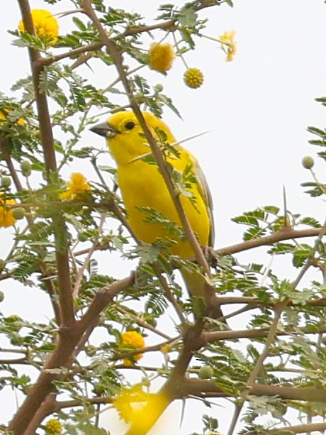 Arabian Golden Sparrow - ML631788499