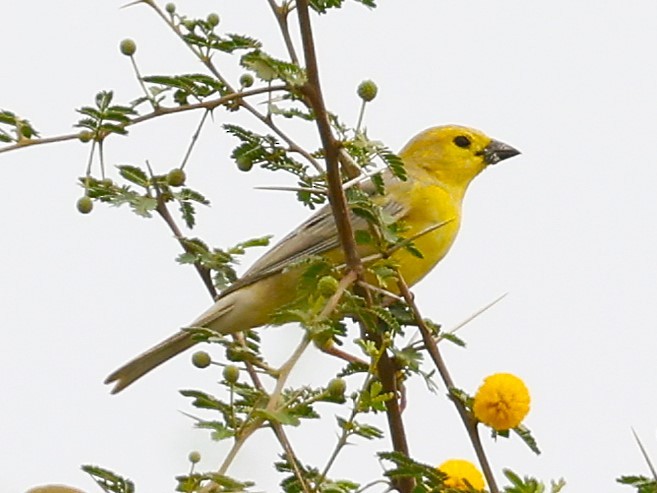 Arabian Golden Sparrow - ML631788500