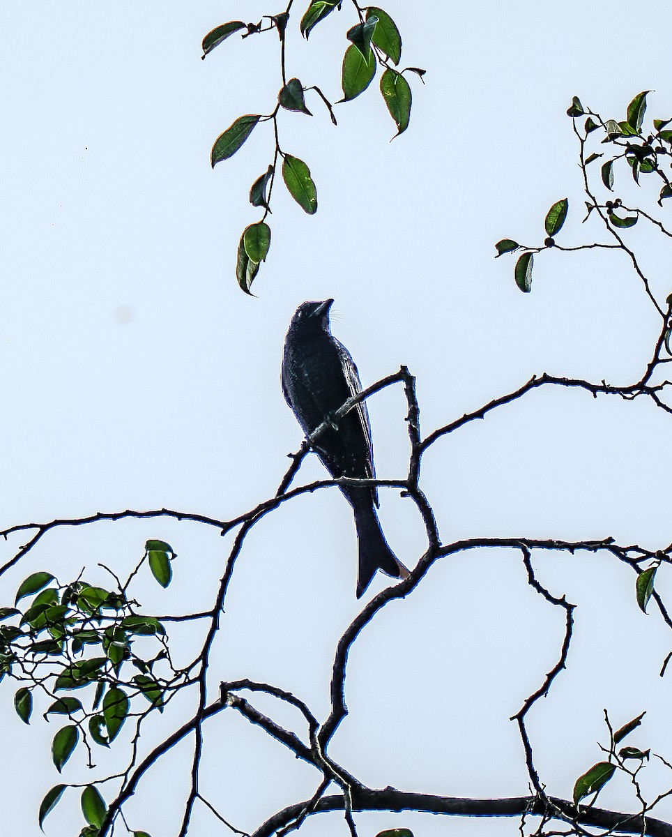 Crow-billed Drongo - ML631788759