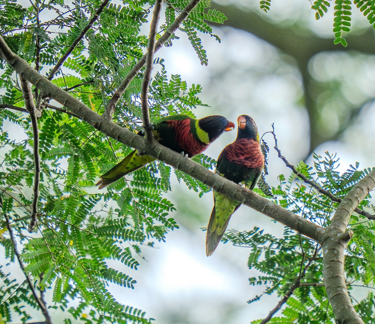 Coconut Lorikeet - ML631788776