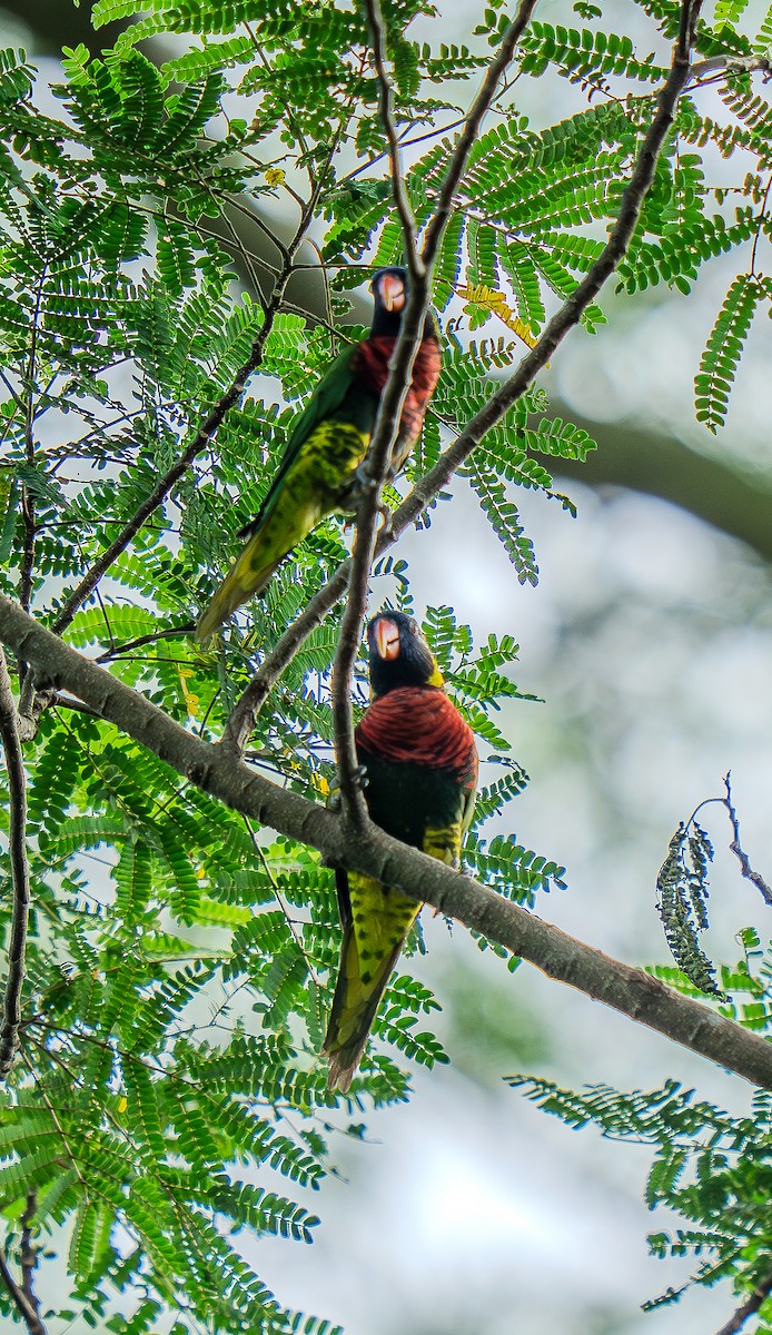 Coconut Lorikeet - ML631788781