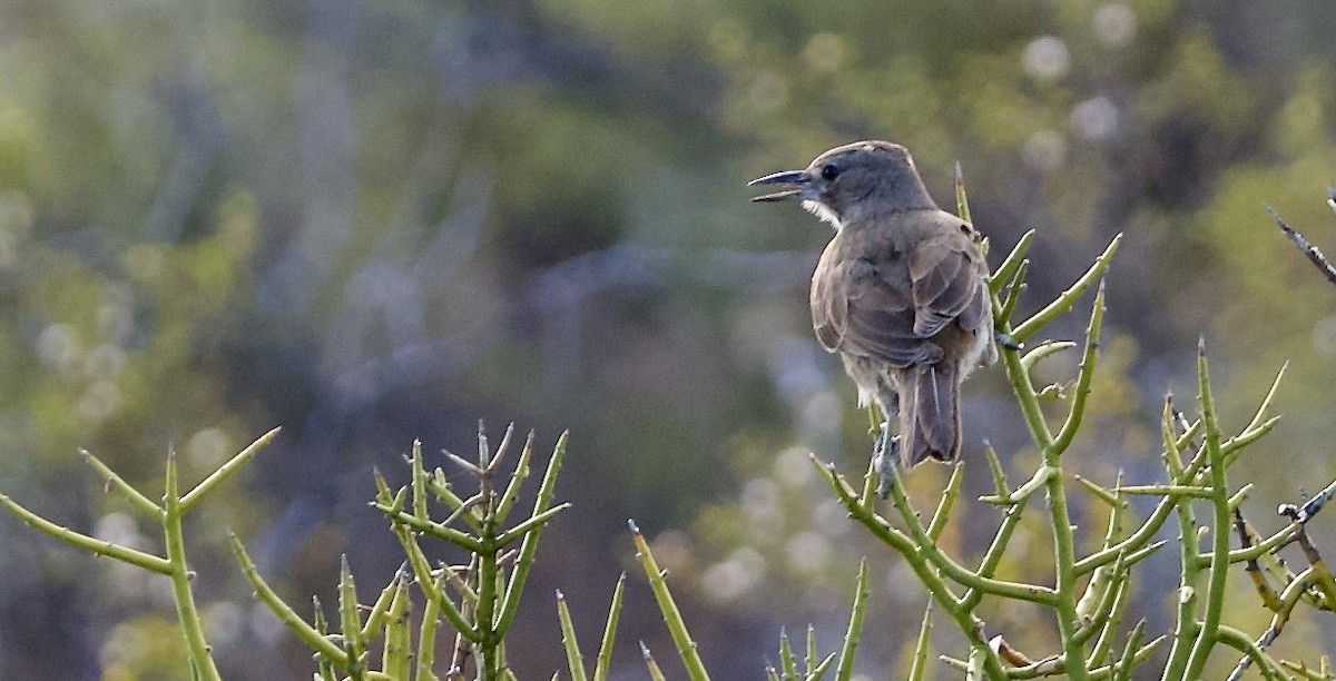 White-throated Cacholote - ML631788803