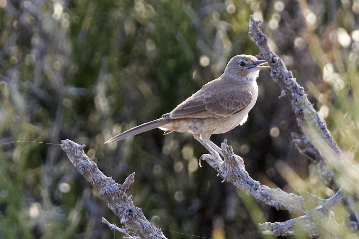 White-throated Cacholote - ML631788804
