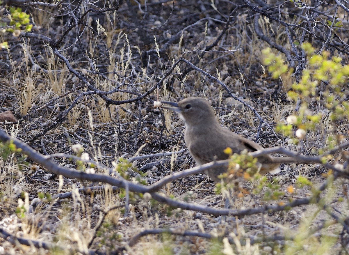 White-throated Cacholote - ML631788805