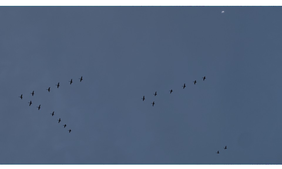Tundra Swan (Whistling) - ML631788838