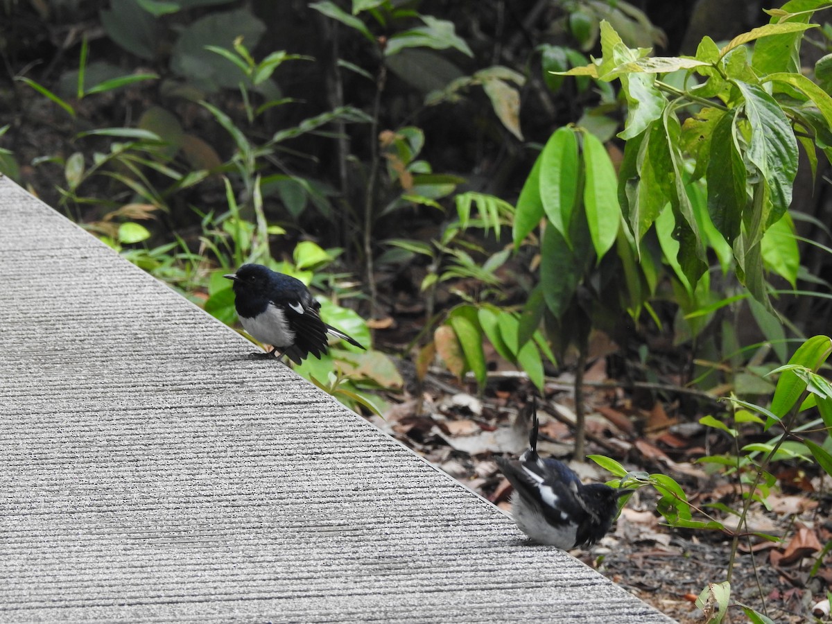 Oriental Magpie-Robin - ML631788870