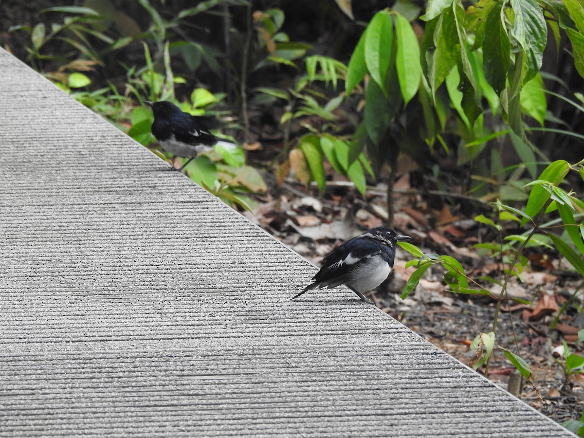 Oriental Magpie-Robin - ML631788871