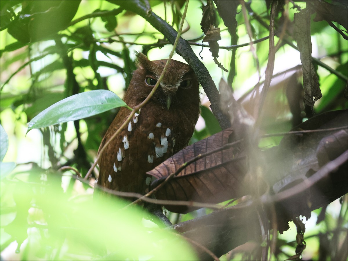Choco Screech-Owl - ML631788898