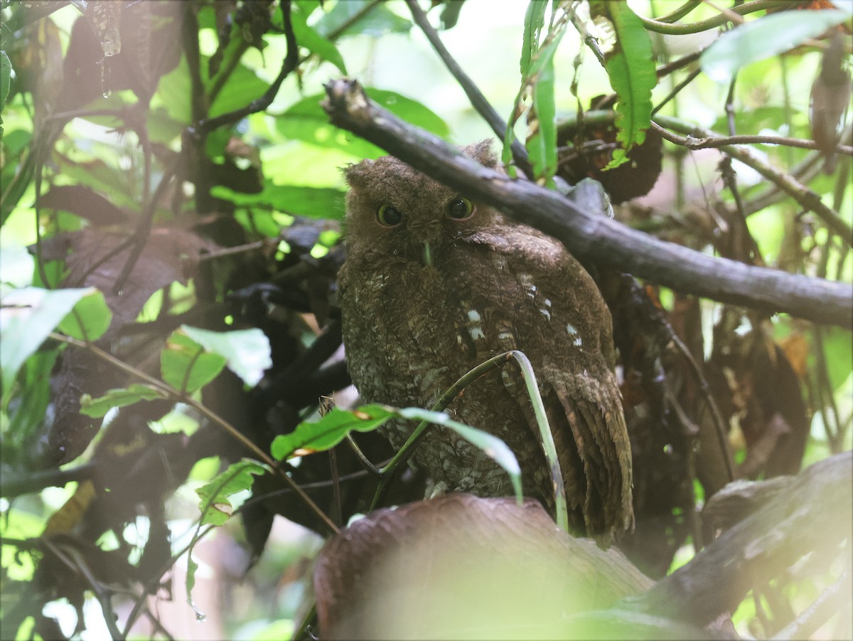 Choco Screech-Owl - ML631788899