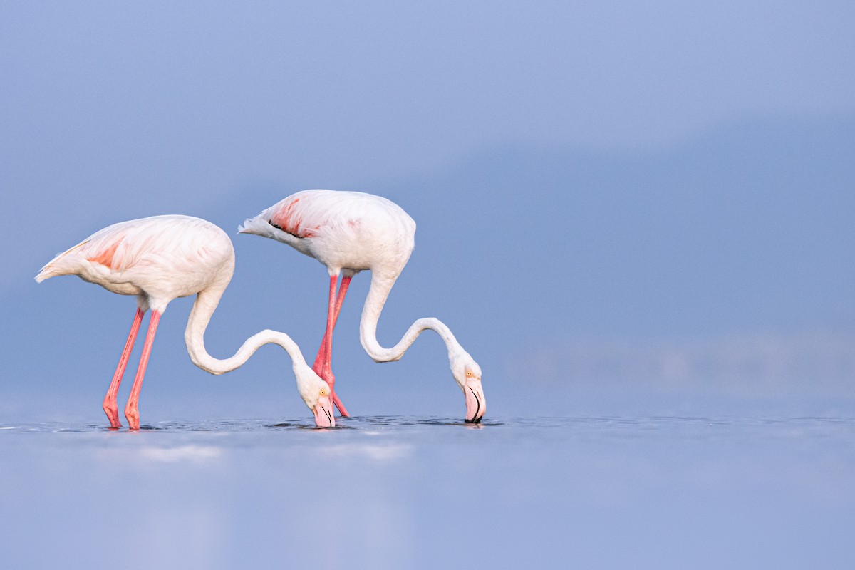 rosenflamingo - ML631788949