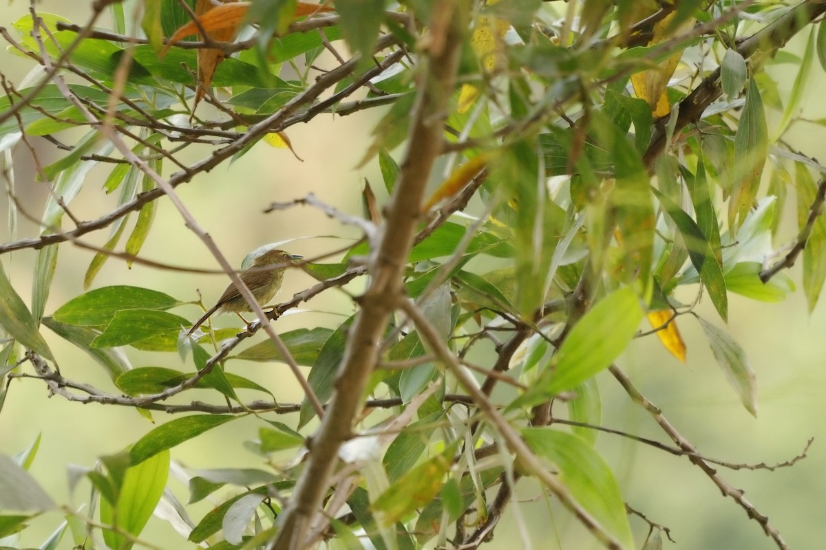 Pin-striped Tit-Babbler - ML631788986