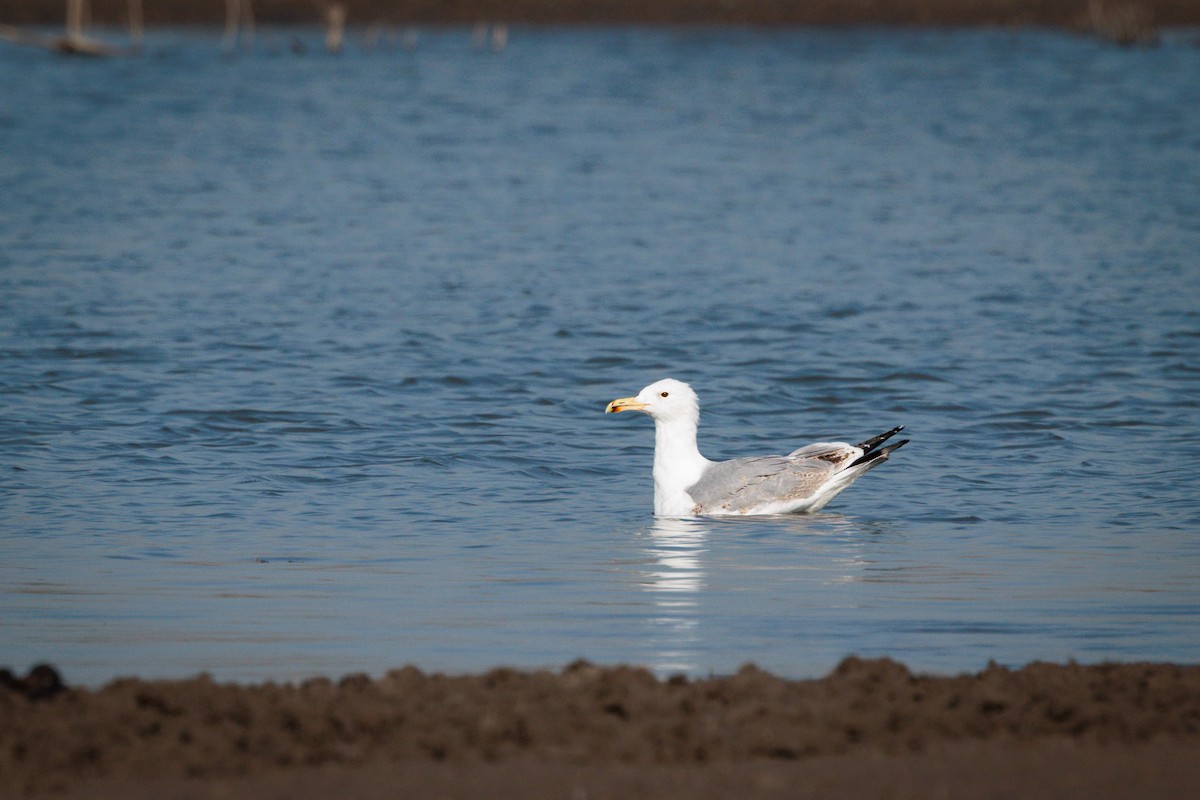 Caspian Gull - ML631789010