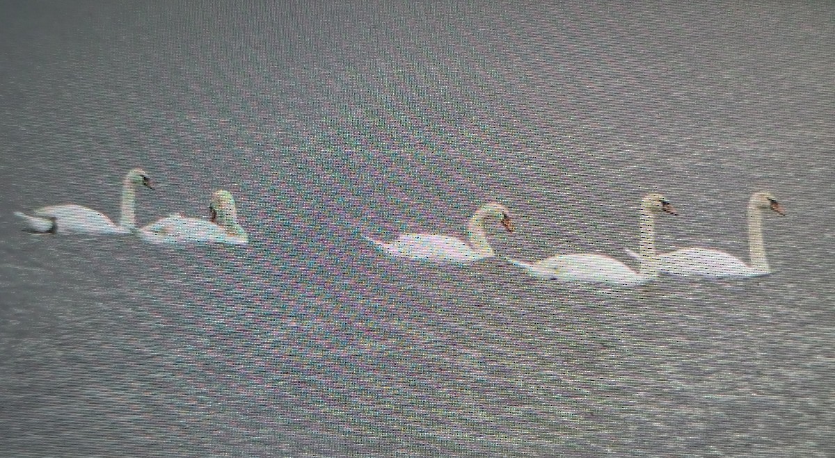 Mute Swan - ML631789013