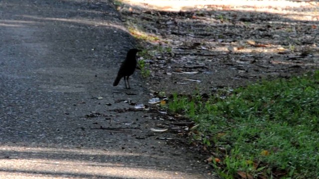 Bornean Whistling-Thrush - ML631789028