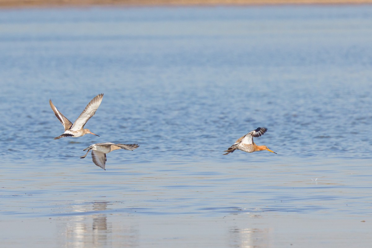 Black-tailed Godwit - ML631789046