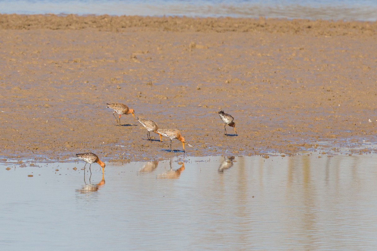 Black-tailed Godwit - ML631789047