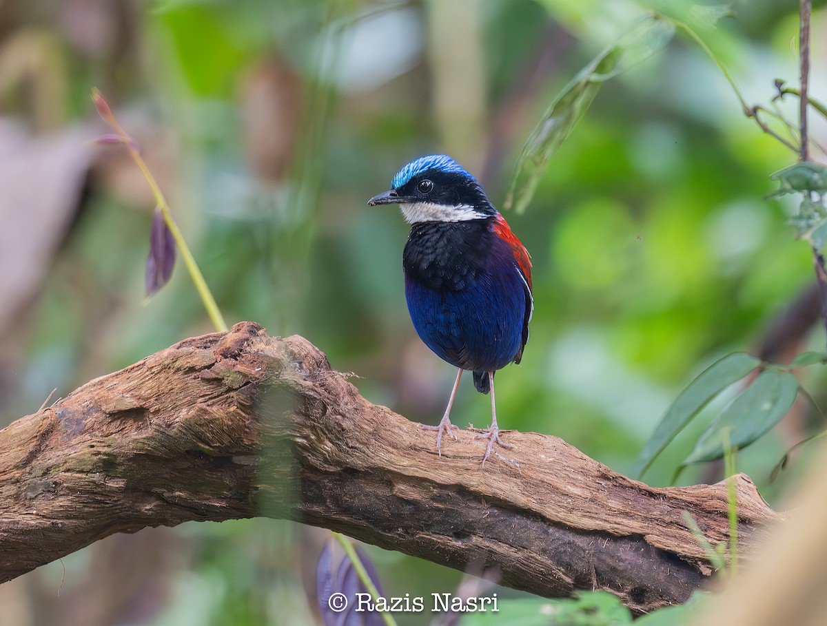 Blue-headed Pitta - ML631789056