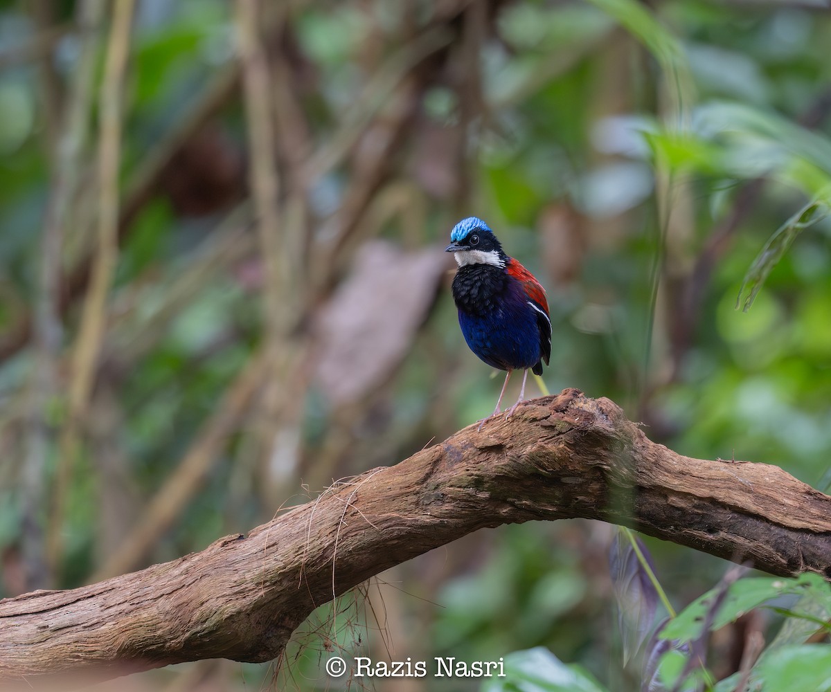 Blue-headed Pitta - ML631789057